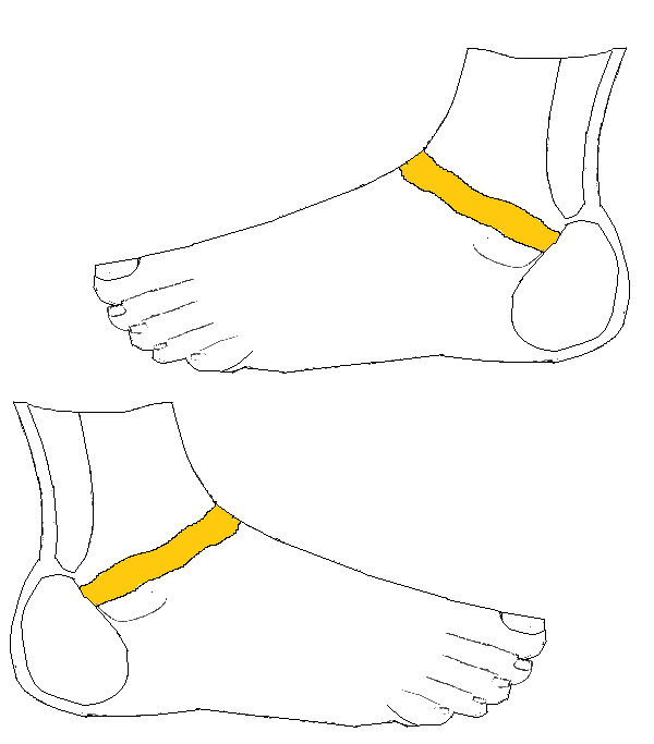 Petevezeték, ondóvezeték