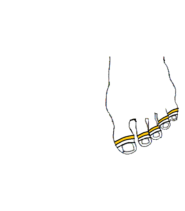 Alsó állkapocs. Bal lábfej