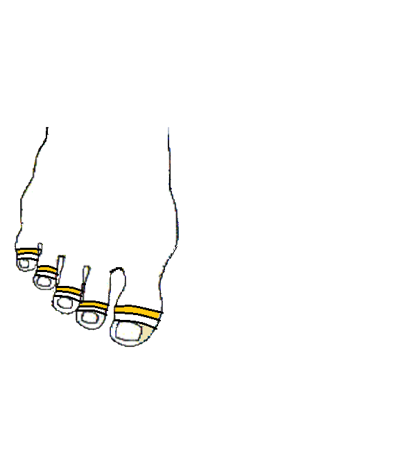 Alsó állkapocs. Jobb lábfej