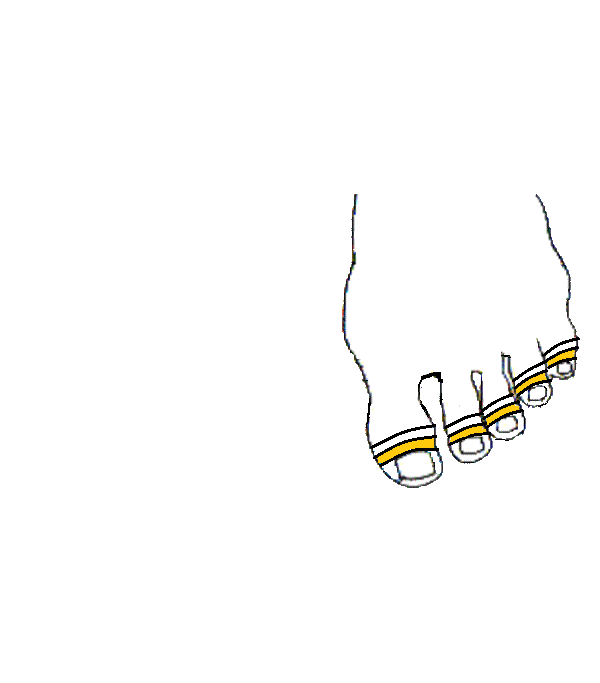 Felső állcsont. Bal lábfej