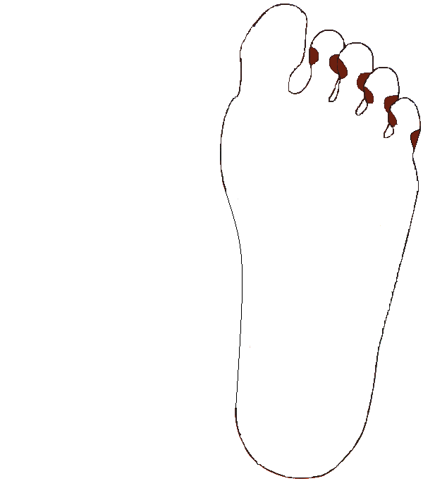 Fogak, Fogidegek. Bal talp