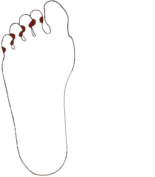 Fogak, Fogidegek. Jobb talp