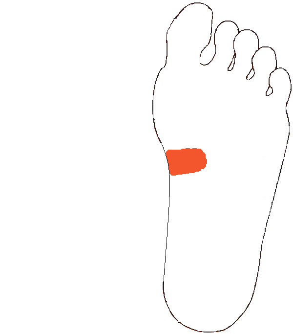 Hasnyálmirigy. Bal talp