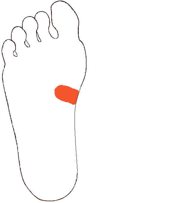 Hasnyálmirigy. Jobb talp