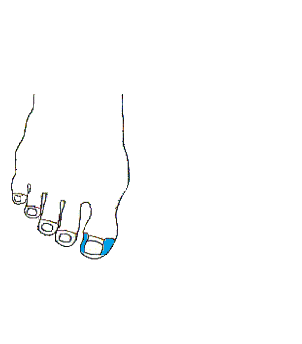 Arcüreg. Jobb lábfej