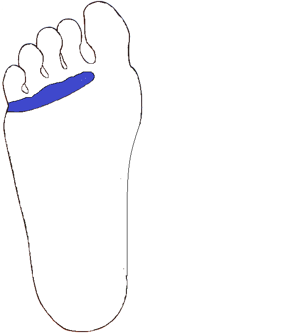 Csuklyás izom. Jobb talp