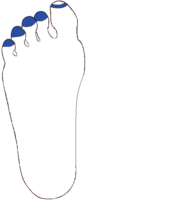 Homoküreg. Jobb talp