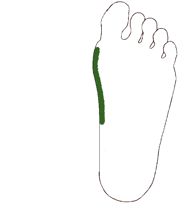 Hátcsigolyák. Bal talp