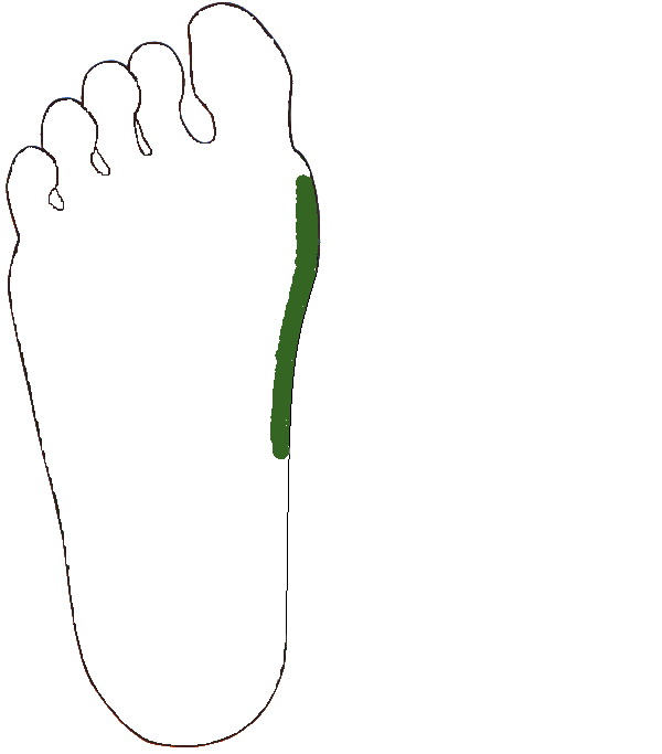 Hátcsigolyák. Jobb talp