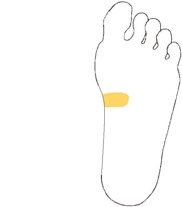 Hasnyálmirigy. Bal talp