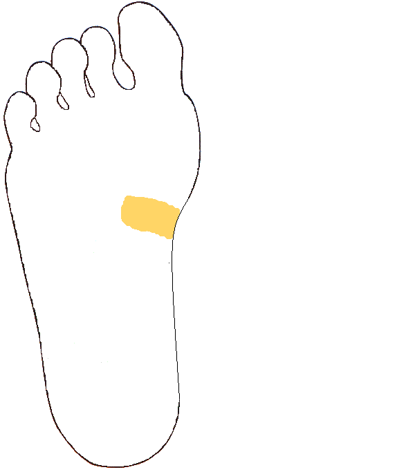 Hasnyálmirigy. Jobb talp