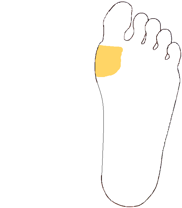 Pajzsmirigy. Bal talp