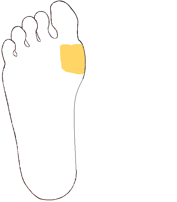 Pajzsmirigy. Jobb talp