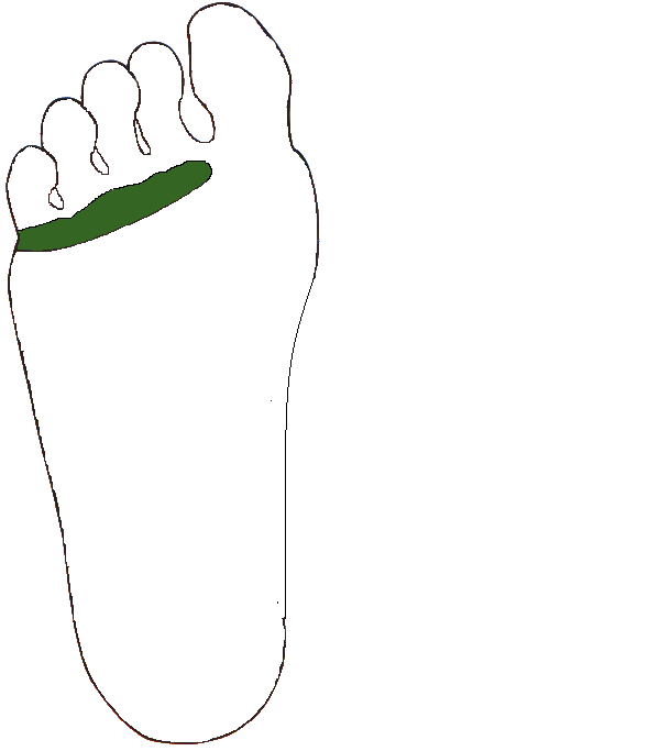 Csuklyás izom. Jobb talp