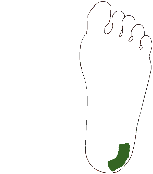 Izületkiegészítő zóna. Bal talp