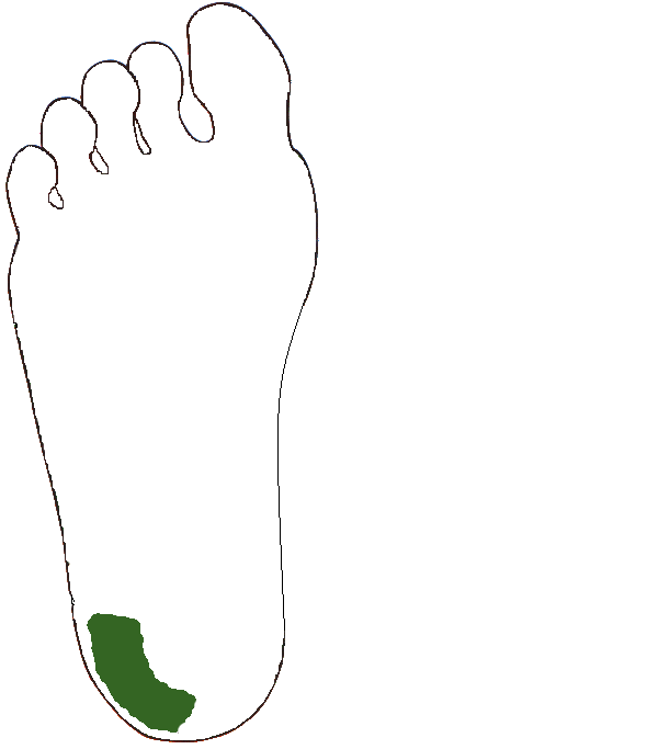 Izületkiegészítő zóna. Jobb talp