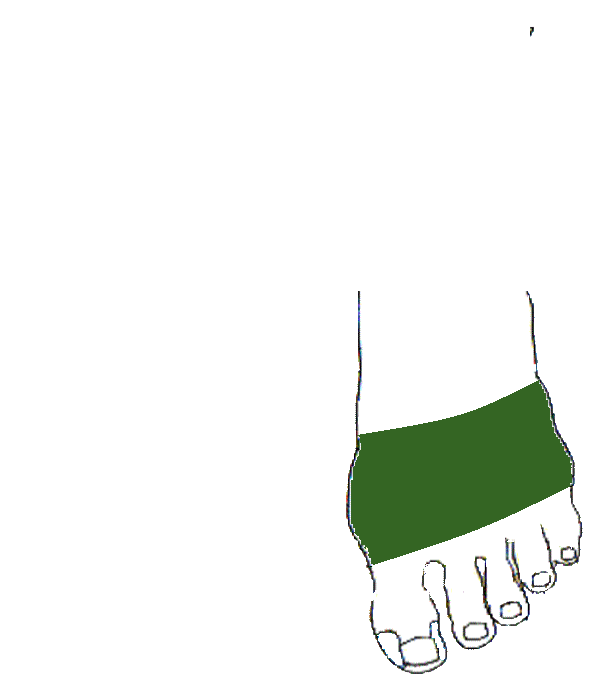 Mellkas bordák. Bal lábfej