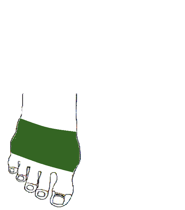 Mellkas bordák. Jobb lábfej