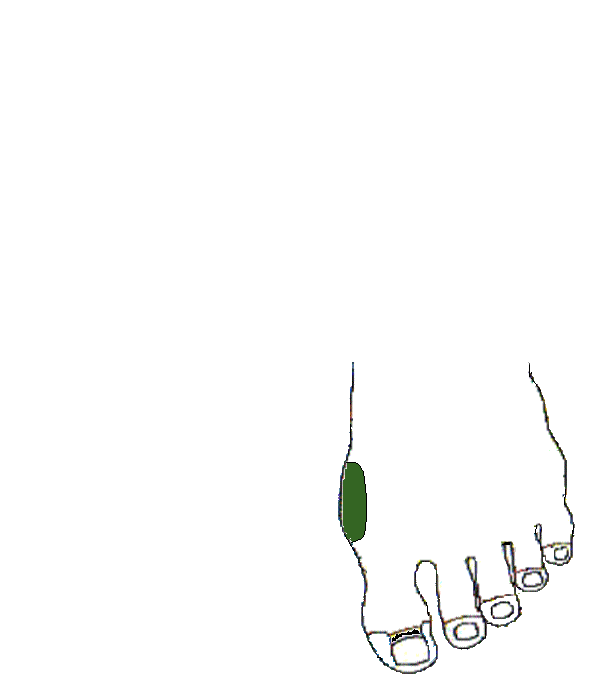 Mellcsont. Bal lábfej