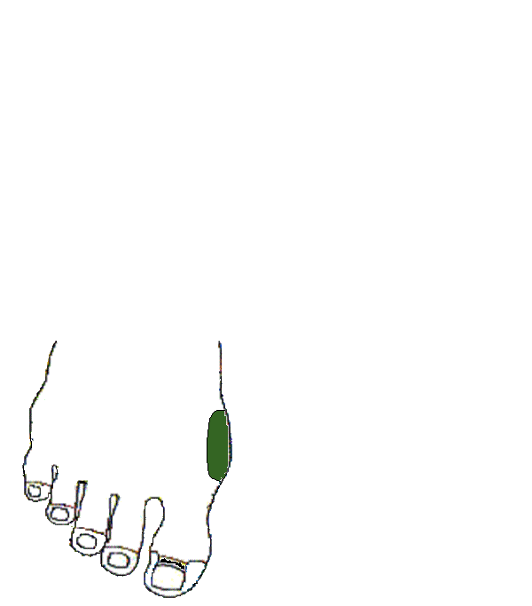 Mellcsont. Jobb lábfej