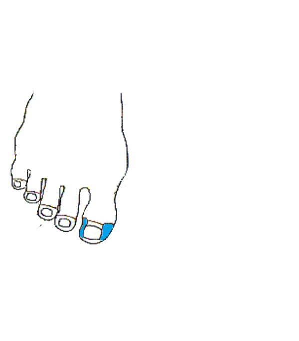 Arcüreg. Jobb lábfej