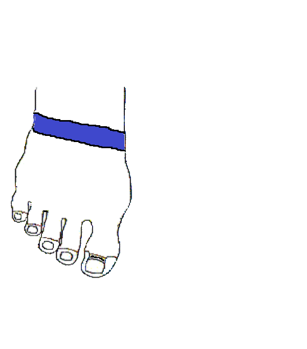 Rekeszizom. Jobb lábfej