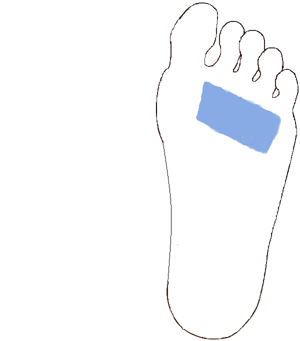 Tüdő, Hörgők. Bal talp