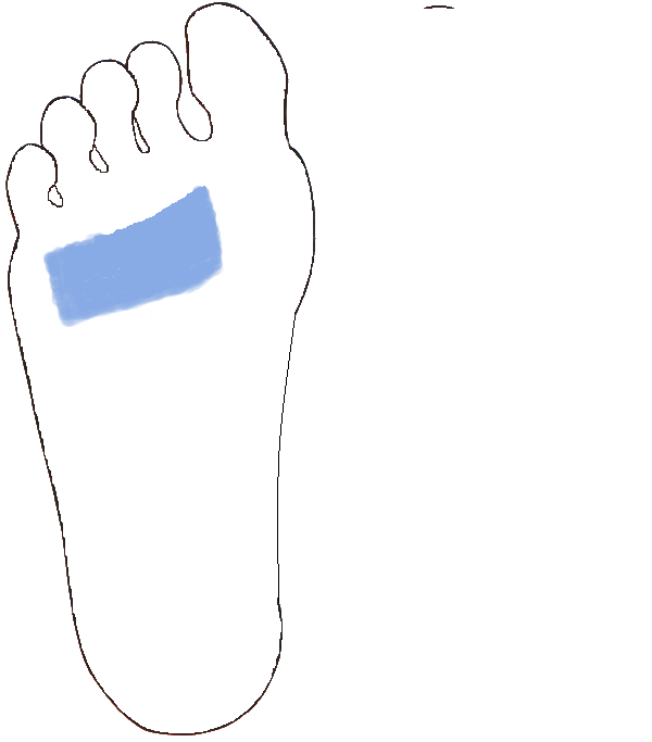 Tüdő, Hörgők. Jobb talp