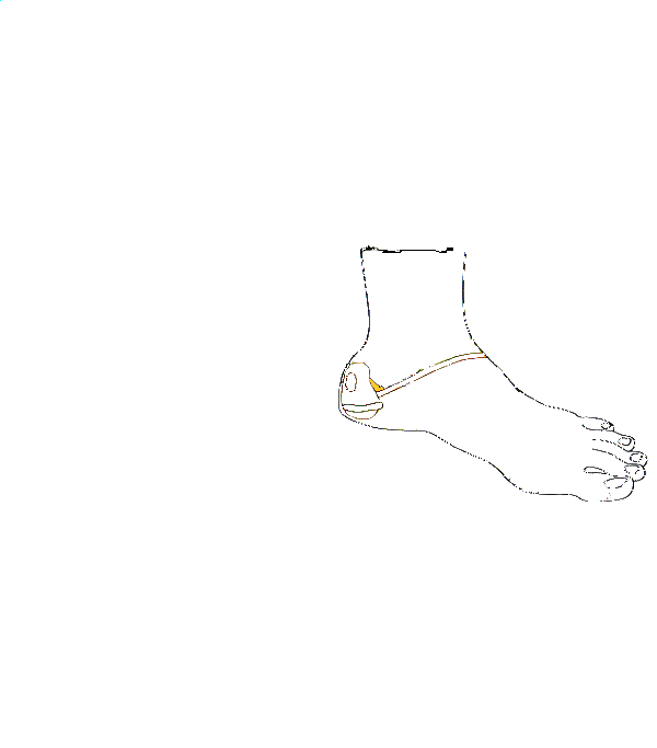 Hüvely,Himvessző. Bal belső