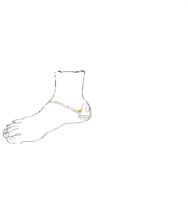 Hüvely,Himvessző. Jobb belső