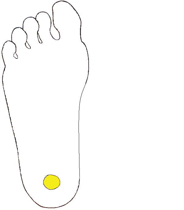 Ivarmirigyek kiegészítő zóna. Jobb talp