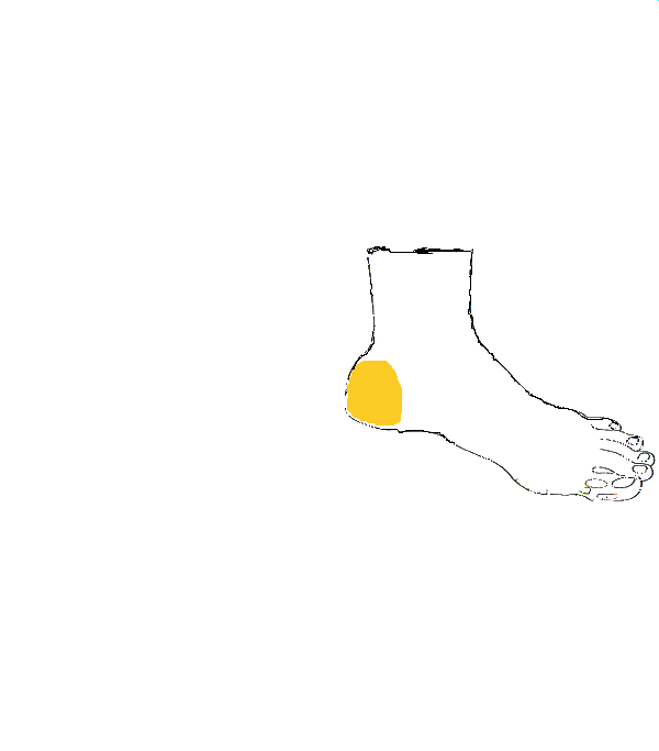 Méh,Prosztata. Bal belső