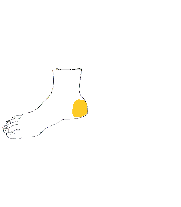 Méh,Prosztata. Jobb belső